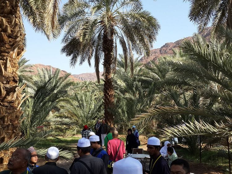 SAUDI TREE PLANTATION