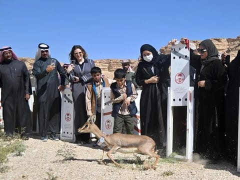 Endangered species released in the Ibex Protectorate 