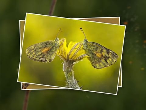 Explore the UAE's unseen beauty in stunning macro close-ups