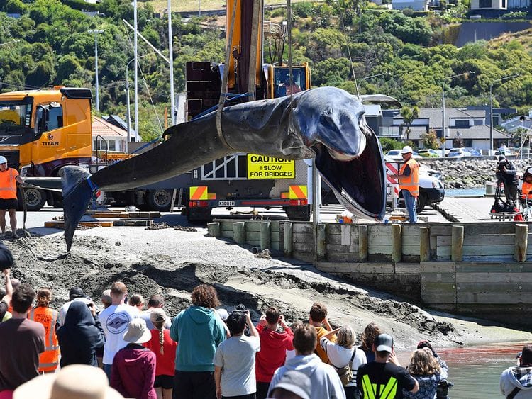 20240129 whale 