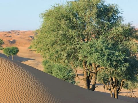 The landmark ghaf tree genome sequencing project, announced at on-going Arab Health, which runs from January 29 till February 1 2024, will enhance understanding of the ghaf tree’s genetic adaptations for thriving which safeguards and champions the UAE’s natural legacy.