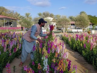 Blooming paradise: Explore the UAE Flowers Farm in Fujairah's Wadi Asimah