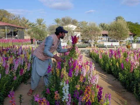 Blooming paradise: Explore the UAE Flowers Farm in Fujairah's Wadi Asimah