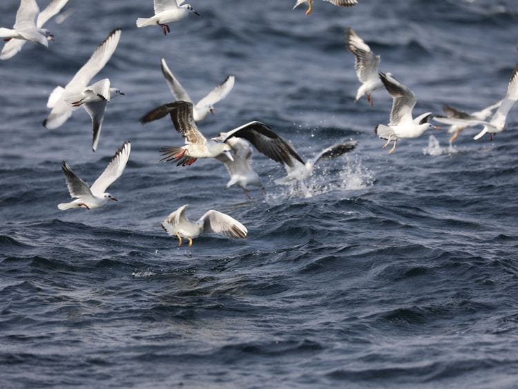 Red-footed Booby with the gulls in feeding mission-1707994141554
