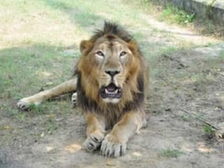 How Game of Thrones editor Katherine Chappell was mauled to death by lion during South African safari