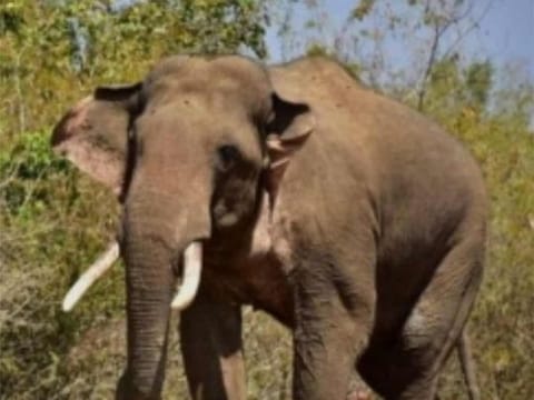 Man who survived landslide trampled to death by wild elephant in Wayanad