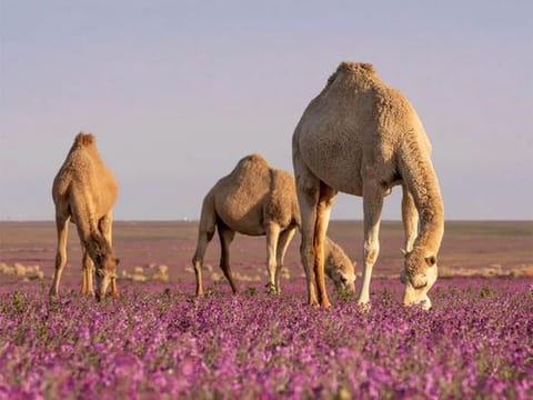 Rafha wilderness: Camels and lavender share stage in Saudi springtime