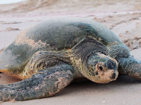 Environment Agency — Abu Dhabi (EAD) has previously tracked turtle migration by using satellite transmitters