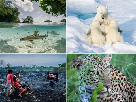 Photos set to be exhibited at Xposure 2024 in Sharjah, UAE (clockwise, from top left): “Blacktip Reef Shark under the Mangroves” by  Kiliii Yuyan; “Nursing Ritual” by Florian Schulz; “Spotted”, by Melody Mnisil and “Keeping Up With The Kardashians” by Charlie Hamilton James.