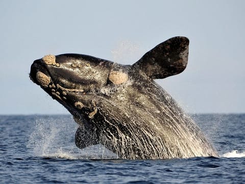 A southern right whale, known in Spanish as ballena franca austral, jumps off the water in the Atlantic Sea, offshore Golfo Nuevo, near Argentina's Patagonian village of Puerto Piramides.