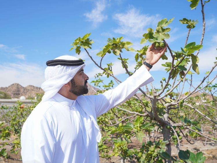 Hatta farming 14-1708699366661