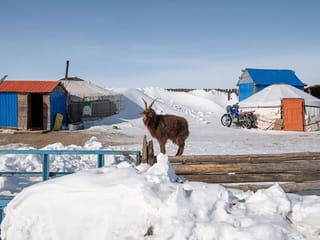 Two million animals dead as extreme winter weather hits Mongolia