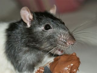 Rat on a plane sparks worries for Sri Lanka's airline