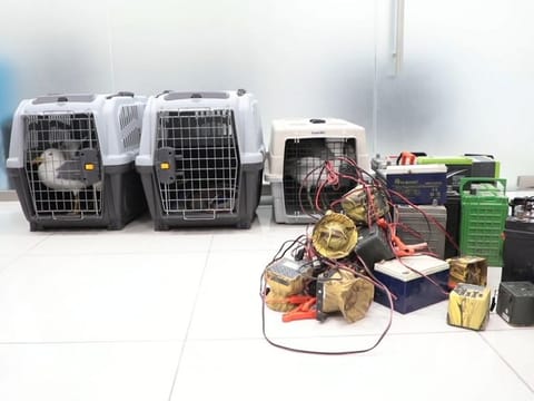 2,409 illegal devices mimicking migratory bird sounds were also seized 
