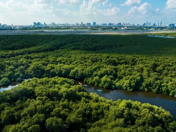Mangroves forest UAE-1709026314429