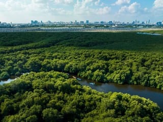UAE: Community drive to plant 50,000 mangrove seedlings by March 1