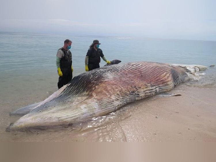 dead whale3-1709719293890