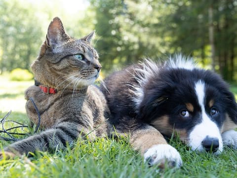  This includes financial protection for veterinary care, surgeries and medications