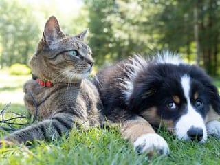 Stress-free pet travel in the UAE: Essential tips and airline regulations
