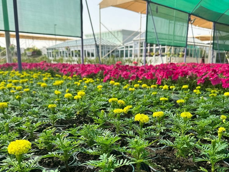  Dubai Municipality Nursery in Warsan