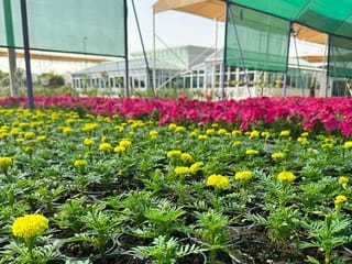 UAE: Blooming on a budget! Stunning flowers and plants under Dh10 at Dubai Municipality Nursery