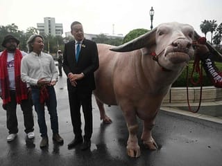 Thai PM Srettha Thavisin meets $500,000 albino buffalo in ‘soft power’ push