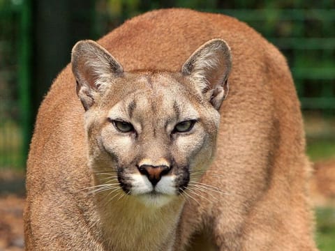 The incident in a remote forest area near Georgetown was the first fatal attack of a human by a mountain lion in California in about 20 years (For illustrative purposes only.)