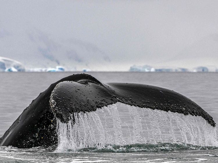 20240328 whales