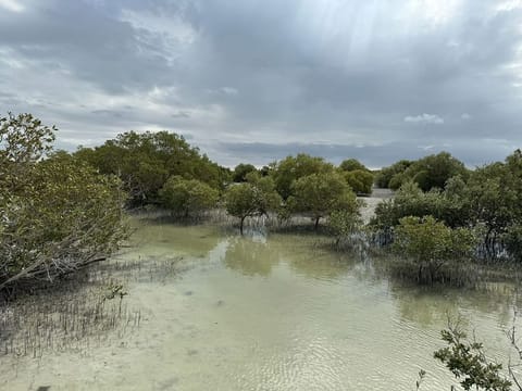 Beyond mitigating the impact of climate change, mangroves also reduce coastal erosion. These trees cover about 176 square kilometres across Abu Dhabi.