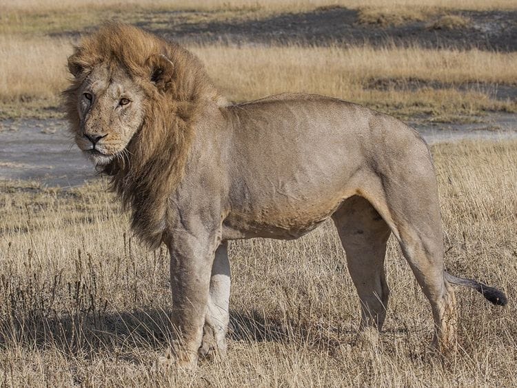 Lion Africa