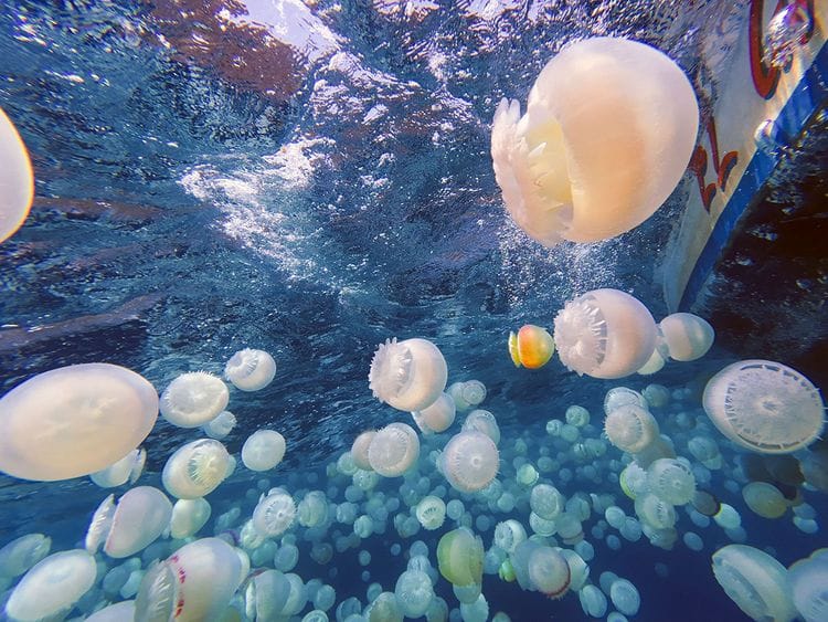 20240408 jellyfish