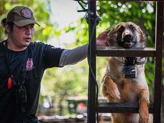 Photos: Philippines trains pet dogs for search and rescue