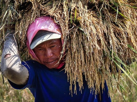 Agricultural workers and others who carry out heavy labour in hot climates especially "may be exposed to a cocktail of hazards.