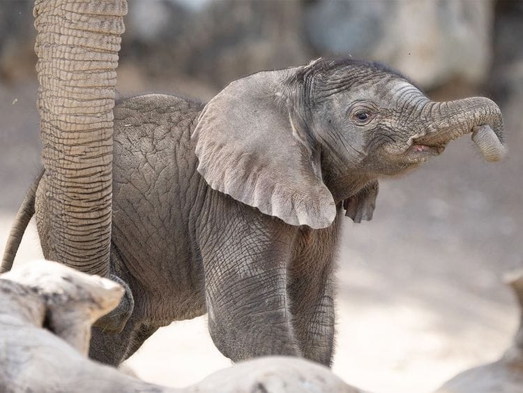 Sharjah Safari welcomes birth of second African savanna elephant