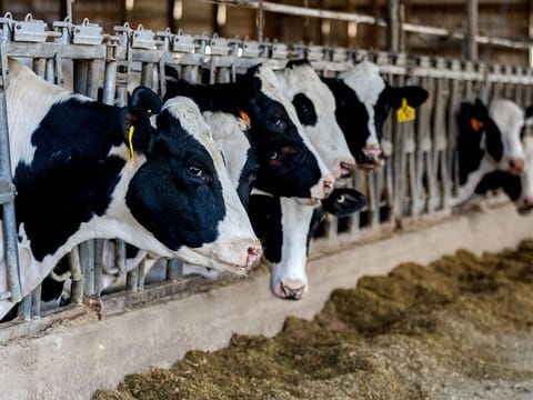 A first US infection in the southern state of Texas was announced on April 1. Two other cases were subsequently reported in Michigan.