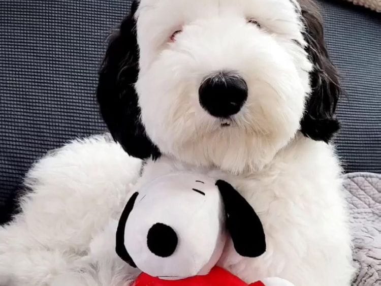 Bayley and Snoopy