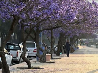Purple paradise: Witness Saudi Arabia's stunning jacaranda blooms in spring showers