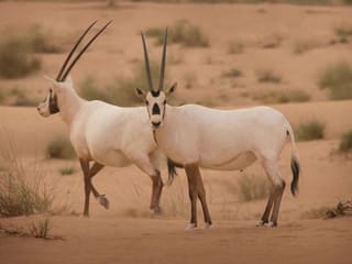 Nine globally significant Key Biodiversity Areas identified in the UAE