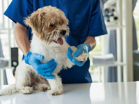 Pet insurance provides peace of mind and financial security for unexpected vet bills. By understanding coverage options, eligibility requirements, and the claims process, you can ensure your pet receives the best possible care. Picture used for illustrative purposes. 