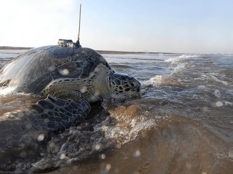 A female green sea turtle named Dibba, released from Jumeirah Beach.  