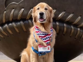 Meet Beacon, the ‘goodest boy’ at the US Olympic gymnastics trials 