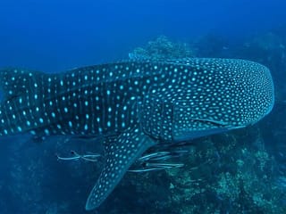 Watch: Whale shark spotted near the Abu Dhabi Corniche, UAE agency shares video