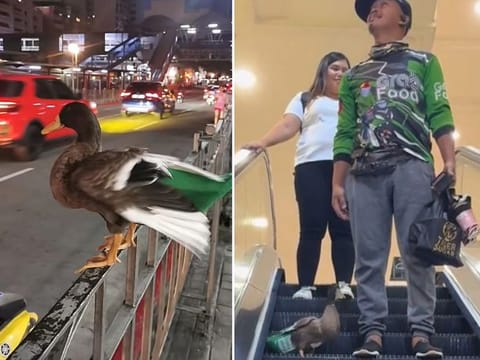Sightings of the duck with its owner