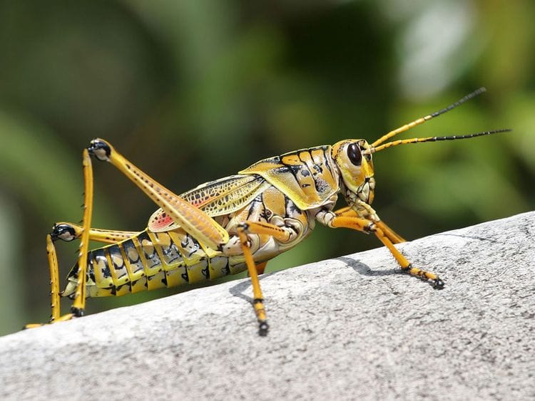 STOCK Grasshopper