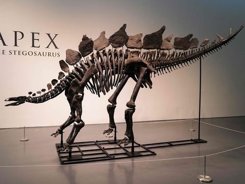 150-million-year-old fossil of Stegosaurus specimen is on display at Sotheby’s in New York.