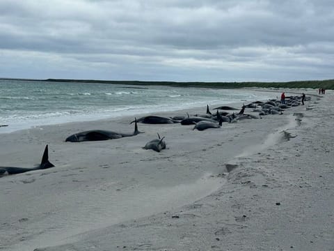 While such mass strandings are not uncommon among pilot whales who tend to travel in tightly-knit groups, this one is larger than in previous years.