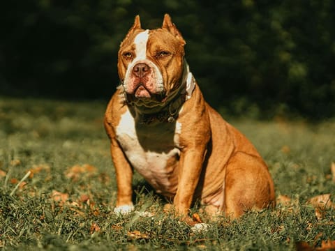 Current owners of XL bullies will be required to neuter their dogs to obtain a certificate of exemption by February 1, 2025 in order to keep them.