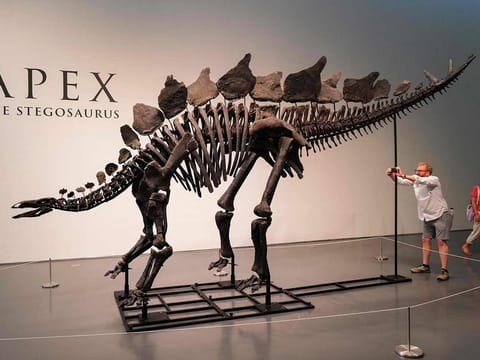 File photo: The Stegosaurus specimen nicknamed Apex is on display at Sotheby’s in New York on July 10, 2024. 