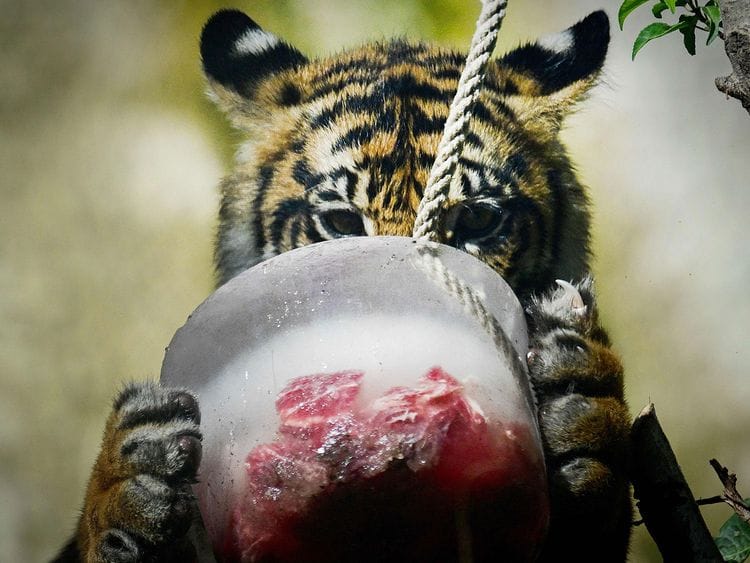 A tiger eats frozen meat to cool off at the "Bioparco" zoo during a heat wave in Rome on July 18, 2024.  