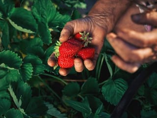Dh500m invested in Abu Dhabi farm to supply 2 million kg strawberries across GCC